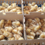 Terbaru! Daftar Harga Ayam Petelur Juni 2026, DOC dan Pullet