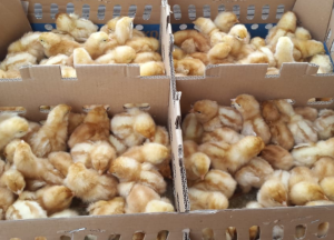 Terbaru! Daftar Harga Ayam Petelur Juni 2026, DOC dan Pullet