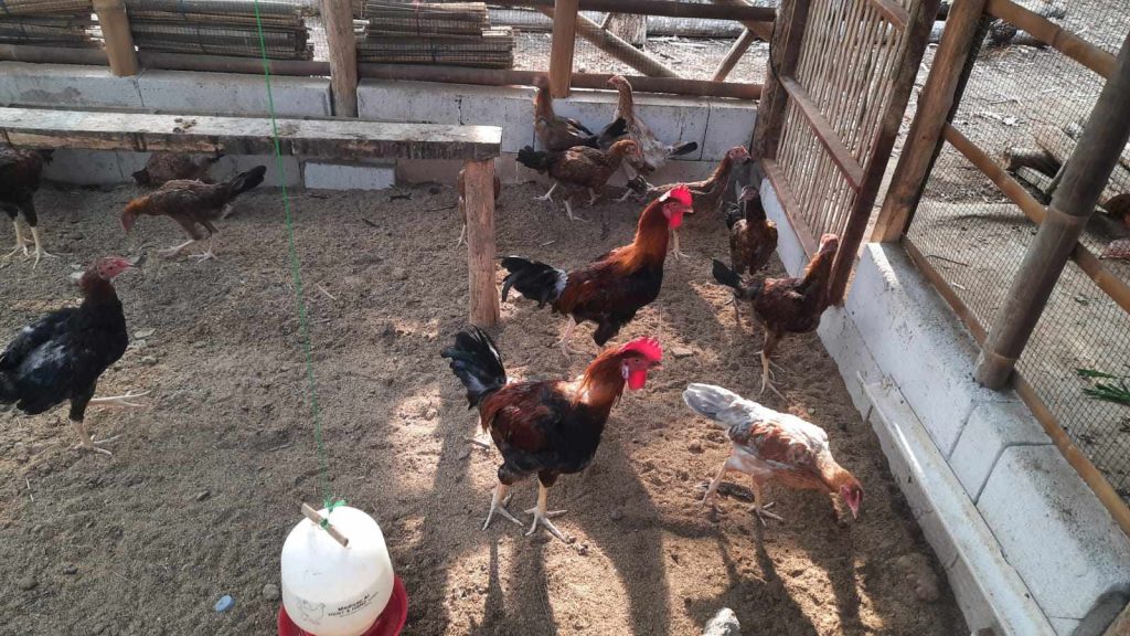 Ayam KUB fase grower hingga panen tampak lebih besar, aktif, dan siap produksi