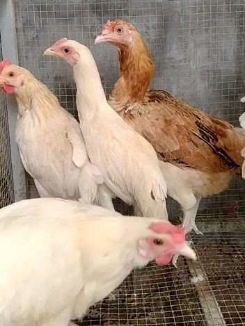 Ayam Elba Usia Siap Telur