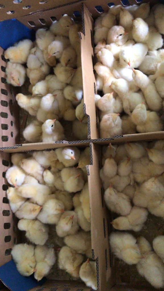 DOC/ Bibit Ayam Pejantan adalah jenis ayam pedaging yang berasal dari ayam petelur