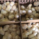 DOC/ Bibit Ayam Pejantan adalah jenis ayam pedaging yang berasal dari ayam petelur