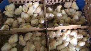 DOC/ Bibit Ayam Pejantan adalah jenis ayam pedaging yang berasal dari ayam petelur