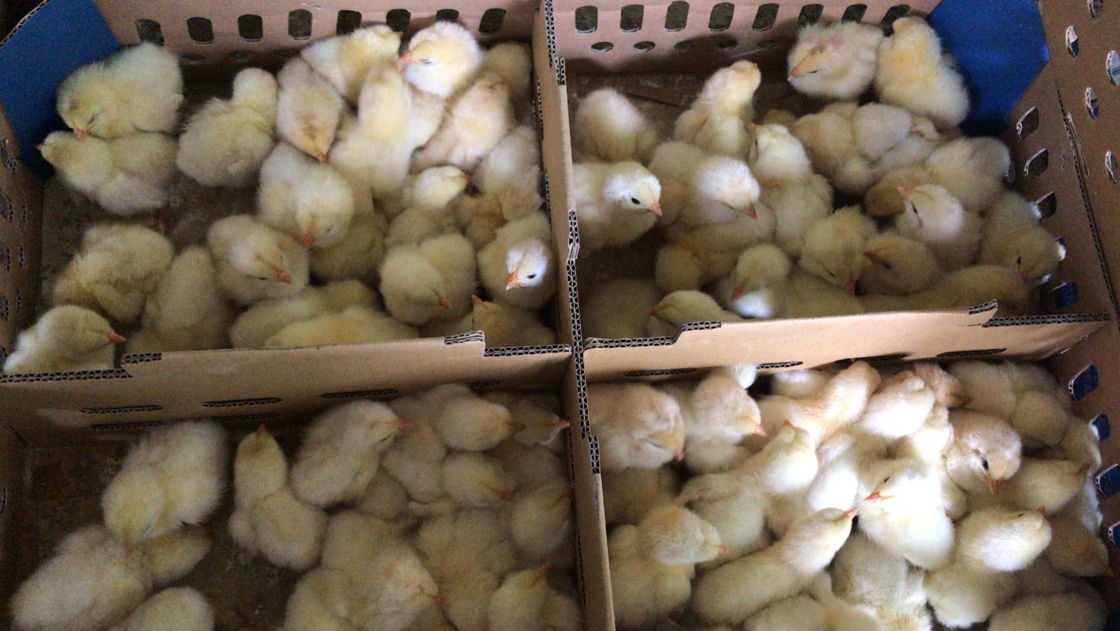 DOC/ Bibit Ayam Pejantan adalah jenis ayam pedaging yang berasal dari ayam petelur
