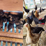 Cara Ternak Ayam KUB untuk Pemula (dari Bibit sampai Panen)