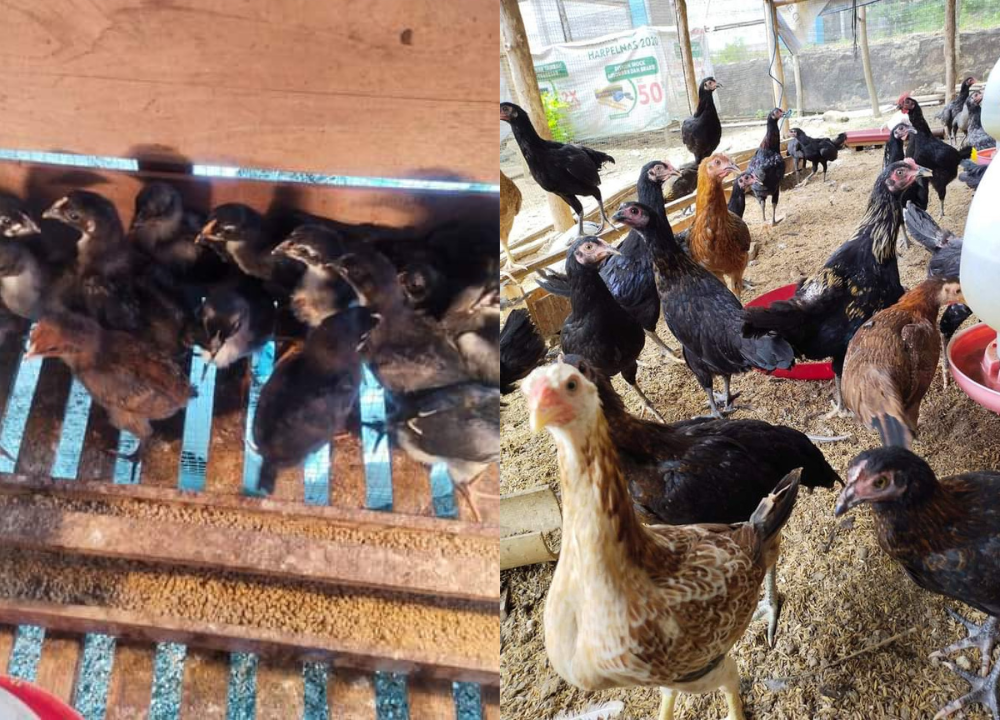 Cara Ternak Ayam KUB untuk Pemula (dari Bibit sampai Panen)