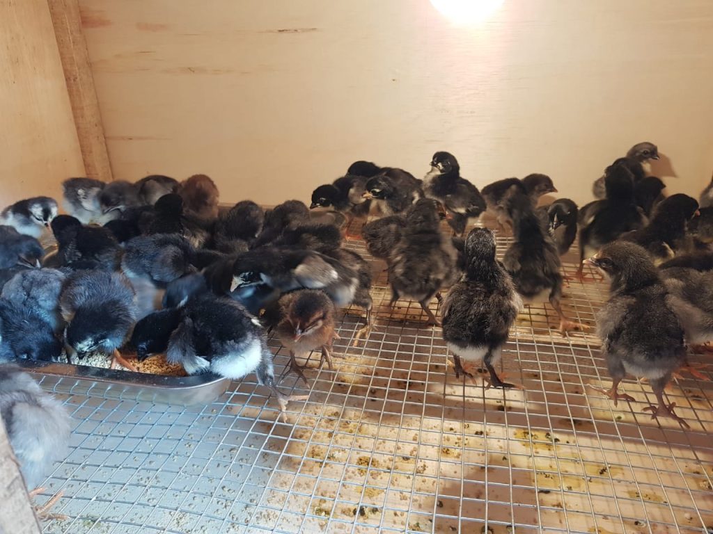 DOC ayam KUB sebagai fase awal penting untuk menentukan keberhasilan ternak