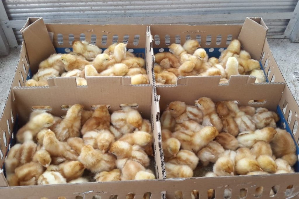Bibit ayam ras petelur memiliki bulu khas berwarna cokelat