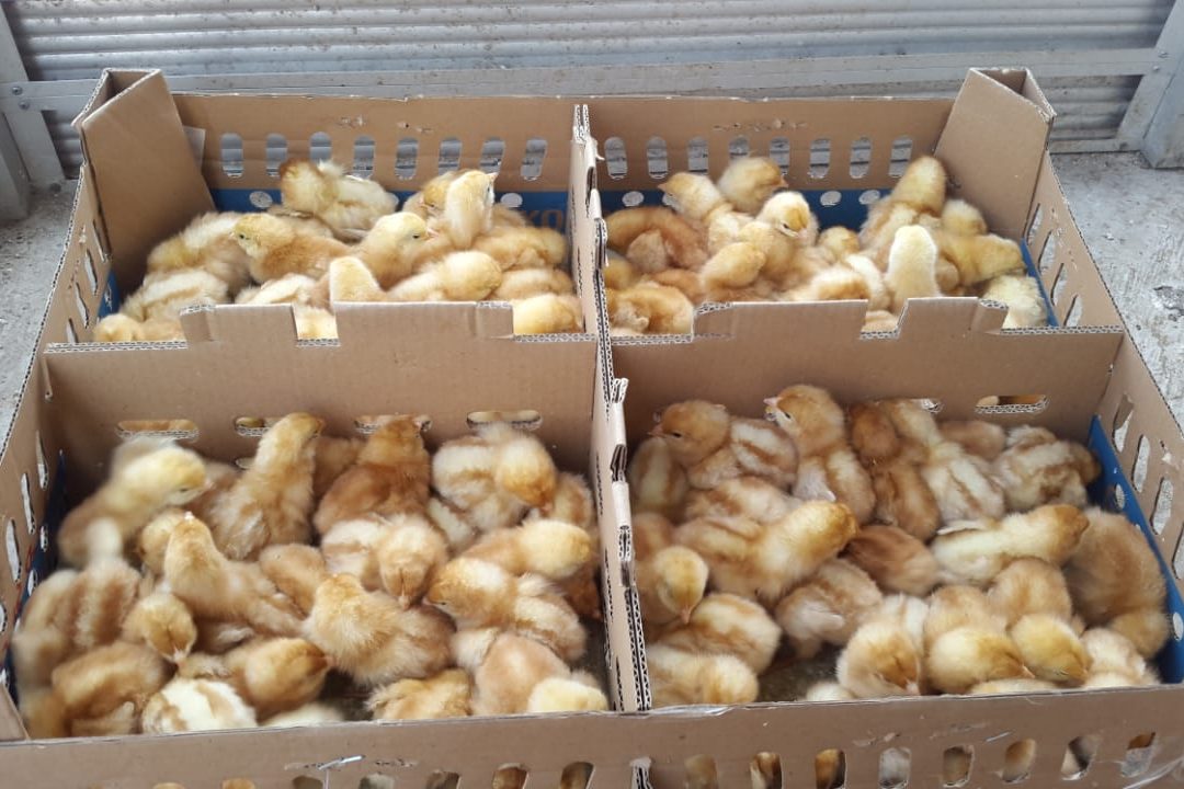 DOC/ Bibit Ayam Ras Petelur (betina), memiliki bulu khas berwarna cokelat