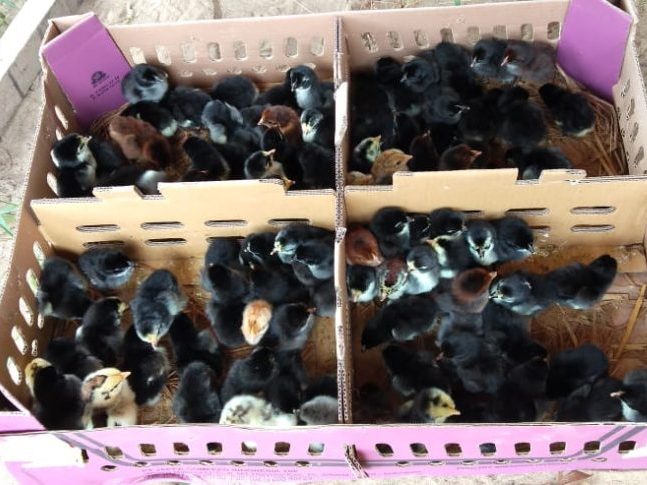 DOC atau bibit ayam KUB baru saja menetas