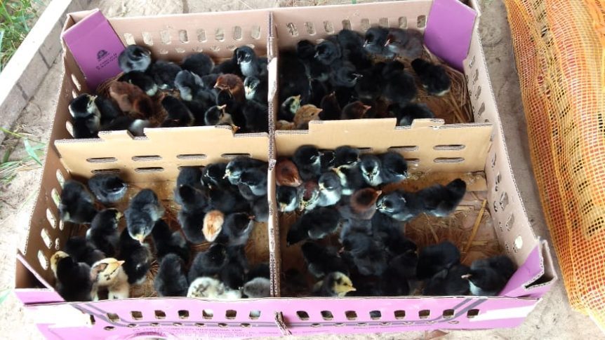 DOC atau bibit ayam KUB baru saja menetas