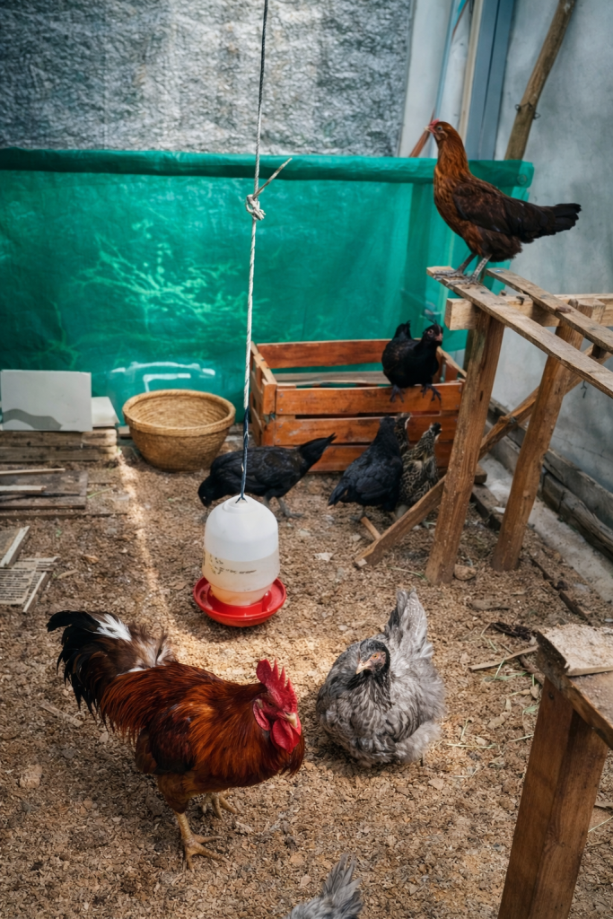 Indukan ayam KUB, terdiri dari 1 jantan dan 5 betina, komposisi yang pas untuk dijadikan indukan