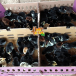 Jual DOC Bibit Ayam KUB Tujuan Banyuwangi