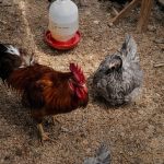 Mengenal Ayam KUB Pengertian, Ciri, Keunggulan, dan Cara Ternak