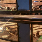 Mengenal Pertumbuhan Ayam KUB: Pedaging dan Petelur Mengenal Pertumbuhan Ayam KUB Pedaging dan Petelur