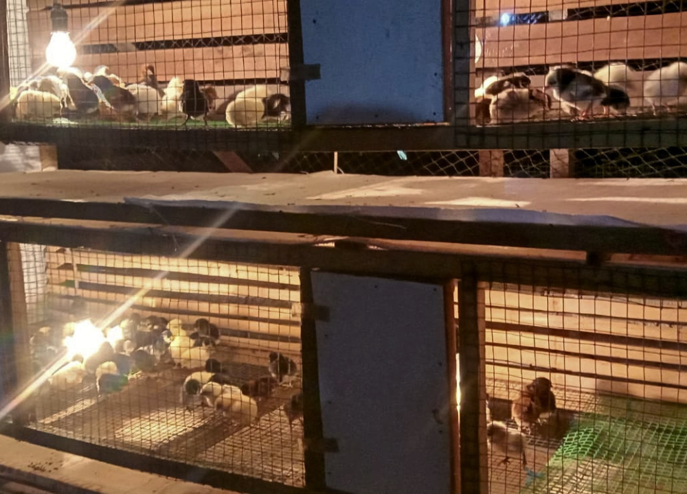 Mengenal Pertumbuhan Ayam KUB Pedaging dan Petelur
