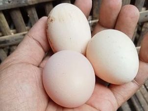 Produktivitas telur yang cukup tinggi merupakan salah satu ciri ayam KUB sekaligus menjadi poin keunggulannya
