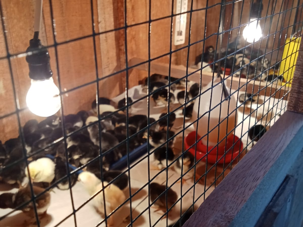 Fase starter jadi kunci pertumbuhan optimal DOC ayam KUB.