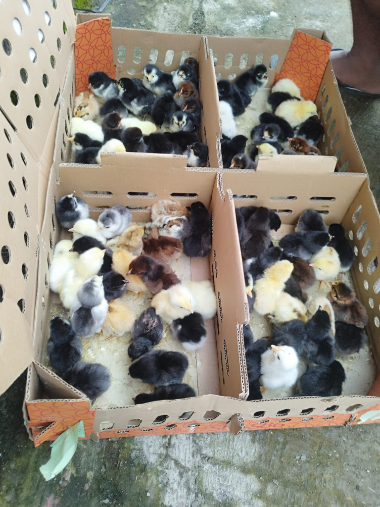 DOC ayam sehat tampak aktif, berbulu kering, dan memiliki mata cerah