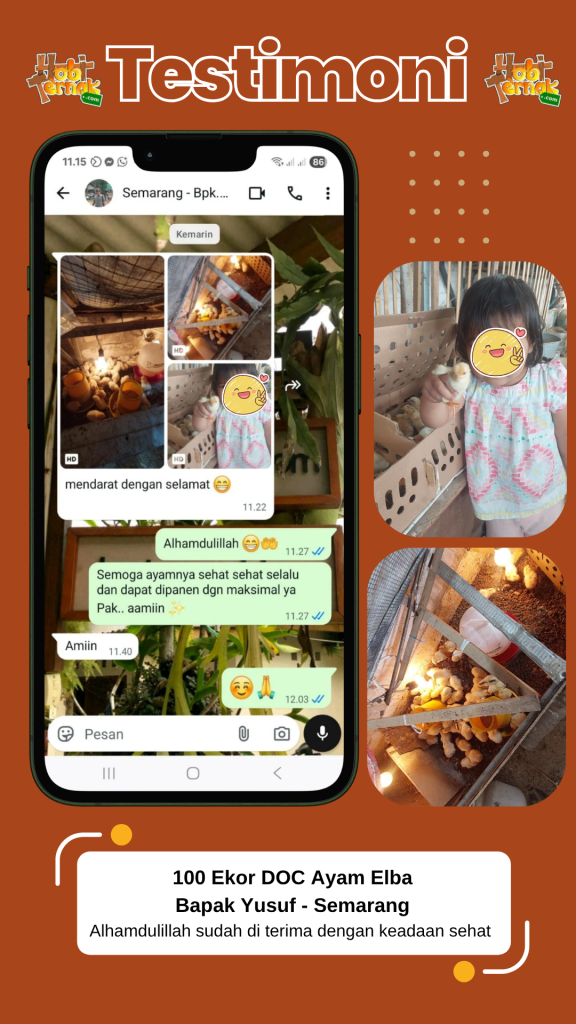 100 Ekor DOC Ayam Elba - Bapak Yusuf - Semarang