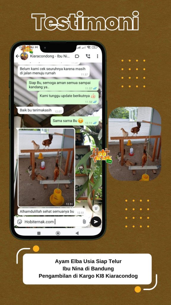 Ayam Elba Siap Telur - Ibu Nina - Bandung