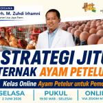 Belajar Ternak Ayam Petelur Langsung dari Praktisinya