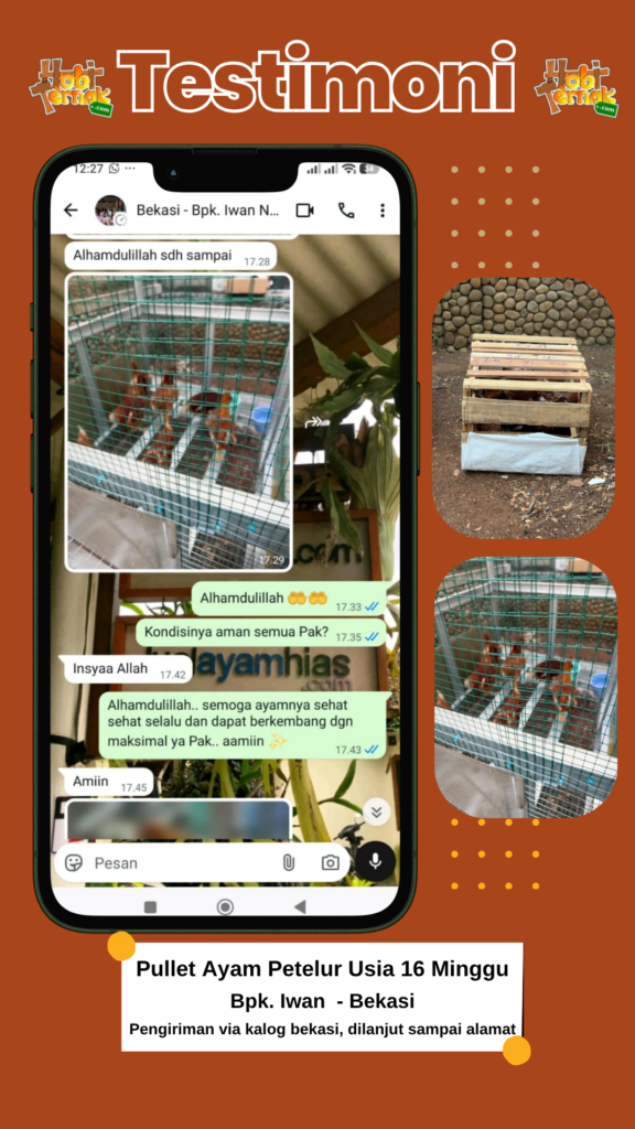 Testimoni pesanan pullet bapak iwan di Bekasi