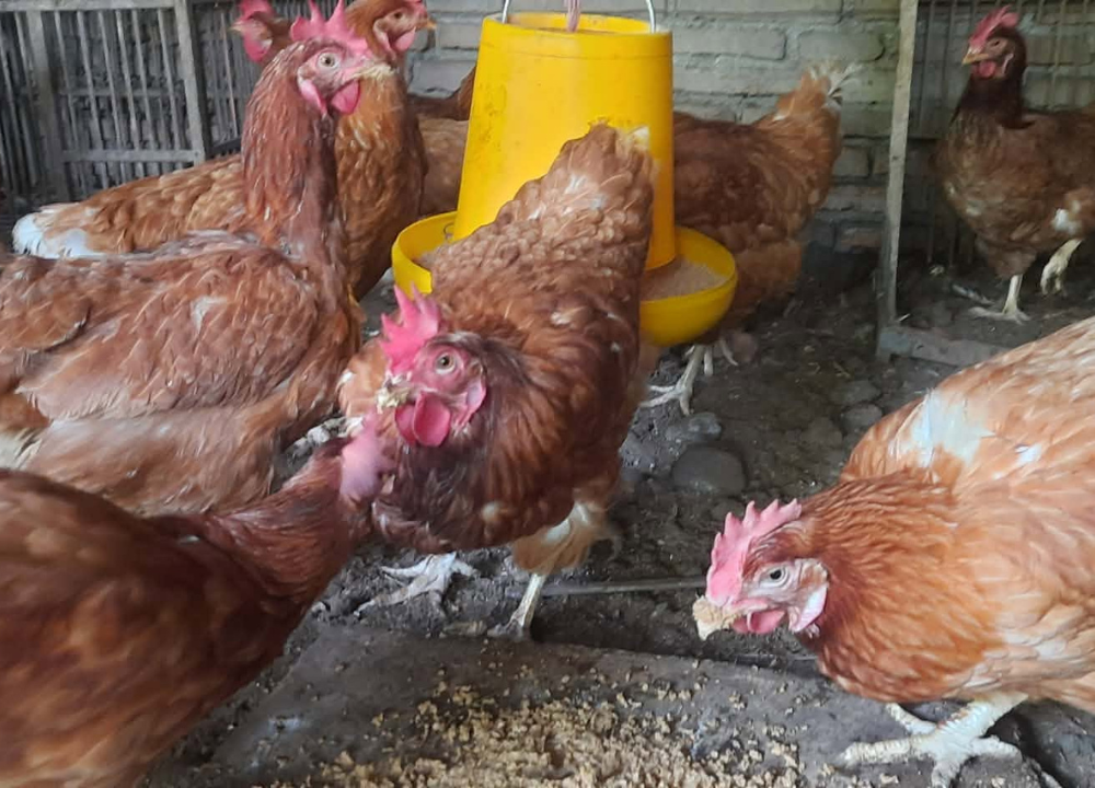 Cara Membedakan Ayam Petelur Produktif dan Ayam Afkir