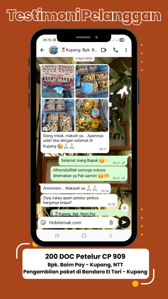 Testimoni pesanan DOC ayam petelur 2 box Bpk Baim di Kupang