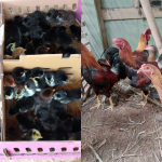 Jual Ayam KUB Terdekat, Harga DOC & Indukan Terbaru Juni 2026 Jual Ayam KUB Terdekat, Harga DOC & Indukan Terbaru Juni 2026