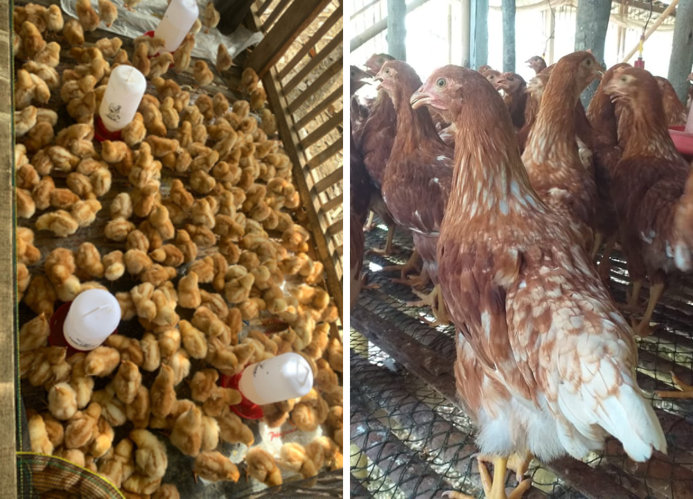 Lebih Baik Beli DOC atau Pullet untuk Mulai Usaha Ayam Petelur?