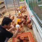 Penyebab Ayam Petelur Berhenti Bertelur dan Cara Mengatasinya Penyebab Ayam Petelur Berhenti Bertelur dan Cara Mengatasinya