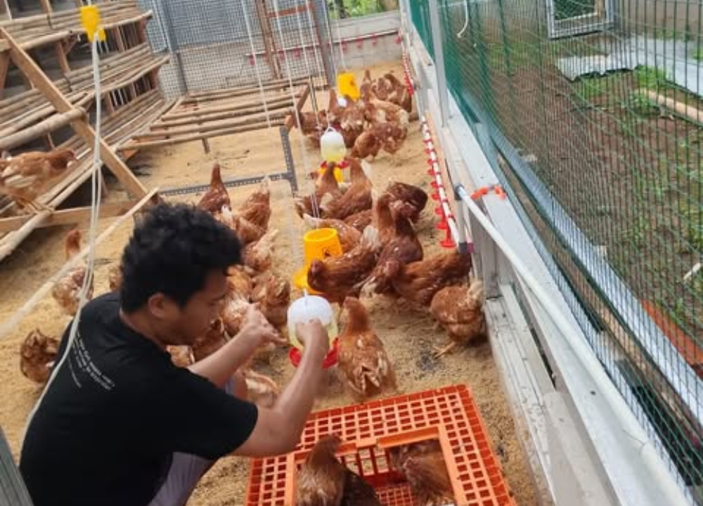 Penyebab Ayam Petelur Berhenti Bertelur dan Cara Mengatasinya