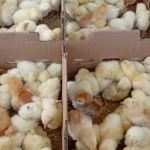 Terbaru! Daftar Harga Ayam Elba Juni 2026, DOC hingga Indukan