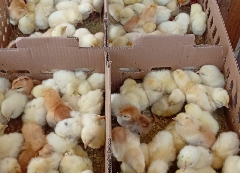 Terbaru! Daftar Harga Ayam Elba Juni 2026, DOC hingga Indukan