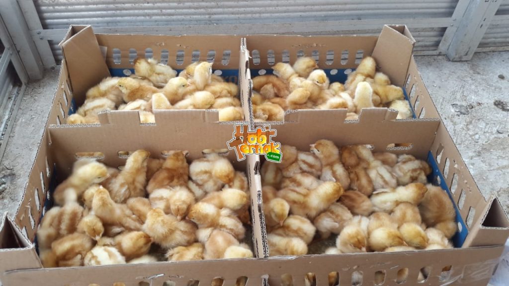 DOC Ayam Petelur