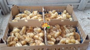 DOC Ayam Petelur
