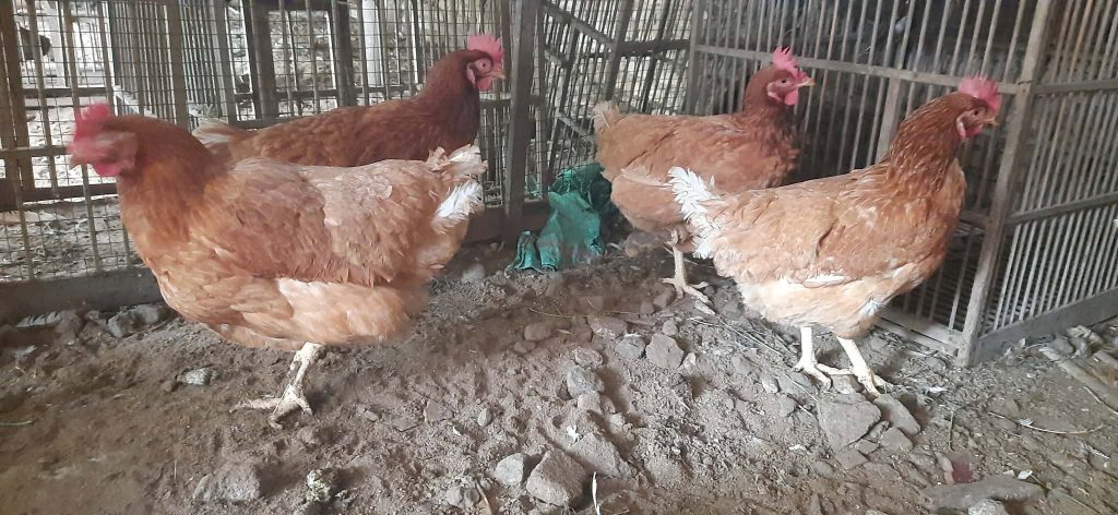 ayam petelur siap bertelur