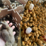 Apa Saja Perbandingan Ternak Bebek dan Ayam Petelur? Apa Saja Perbandingan Ternak Bebek dan Ayam Petelur?