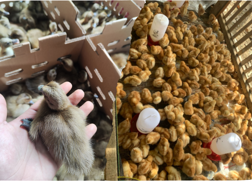 Apa Saja Perbandingan Ternak Bebek dan Ayam Petelur?