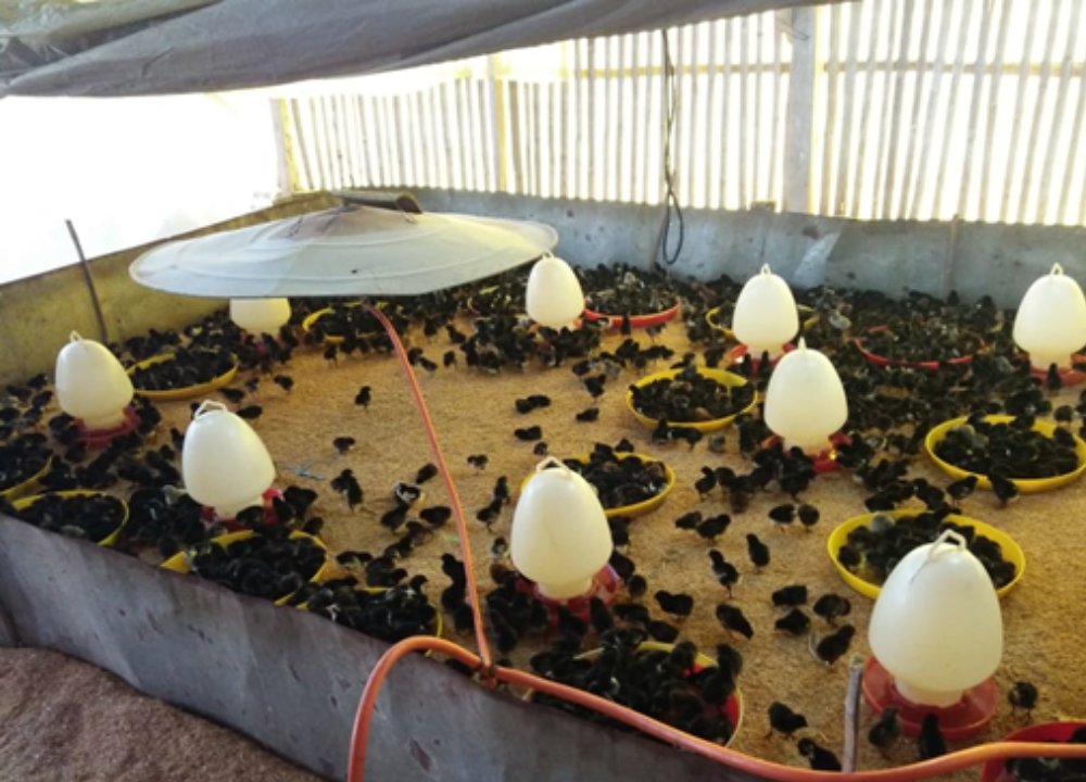 Berapa Kepadatan Ayam KUB per m² yang Ideal? Ini Jawaban Dr. Tike