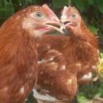 Berapa Lama Ayam Petelur Bisa Berproduksi? Ini Penjelasannya