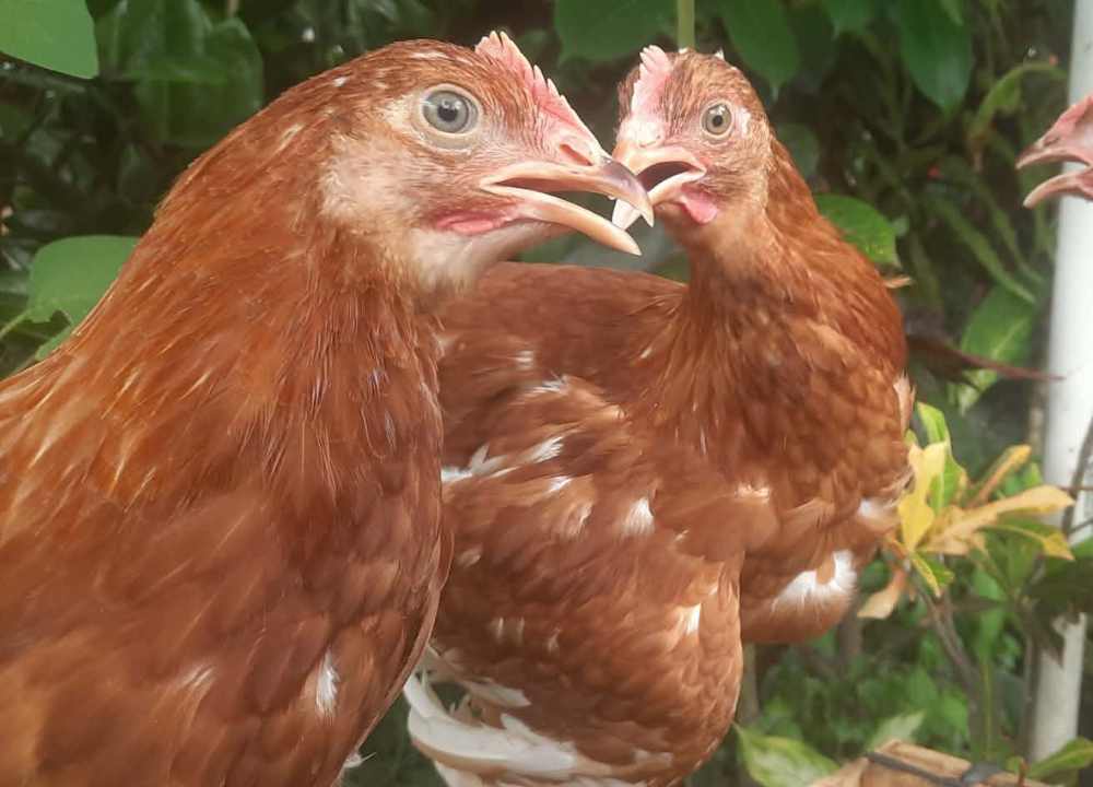 Berapa Lama Ayam Petelur Bisa Berproduksi? Ini Penjelasannya