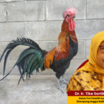 Dr. Tike Menjawab: Kumpulan Tanya Jawab Seputar Ayam KUB
