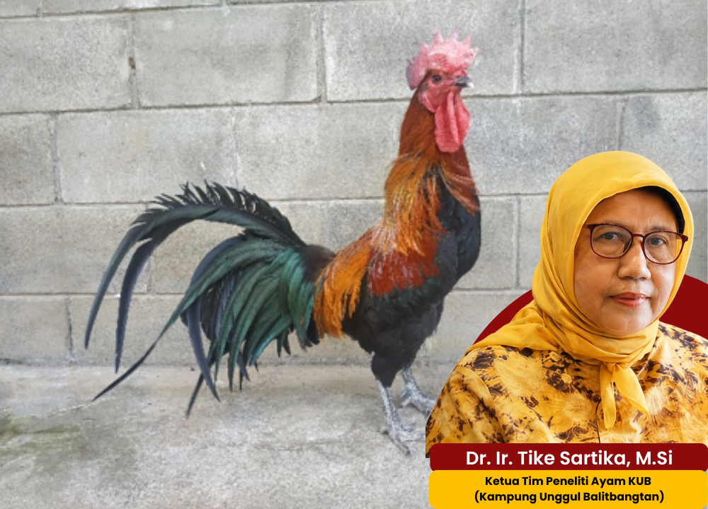 Dr. Tike Menjawab: Kumpulan Tanya Jawab Seputar Ayam KUB