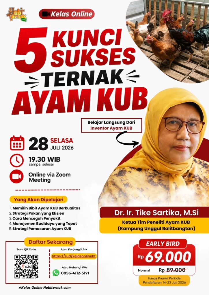 5 Kunci Sukses Ternak Ayam KUB