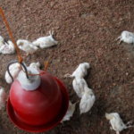 Flu Burung pada Unggas: Penyebab, Gejala, dan Pencegahannya