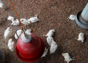 Flu Burung pada Unggas: Penyebab, Gejala, dan Pencegahannya
