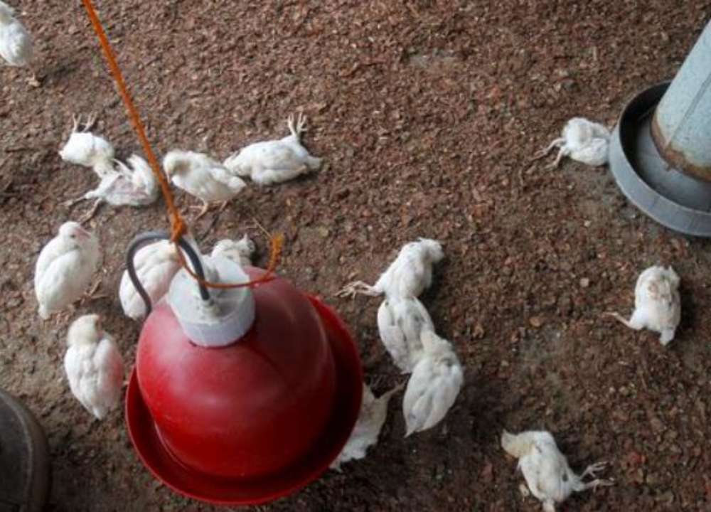 Flu Burung pada Unggas: Penyebab, Gejala, dan Pencegahannya