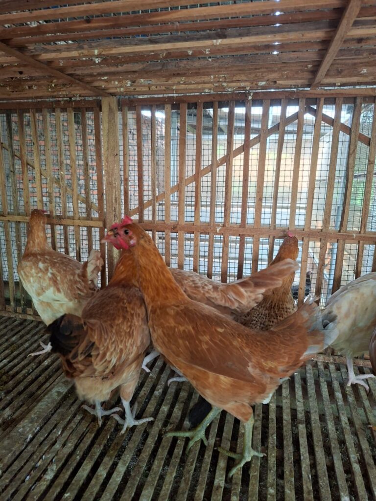 Flu burung merupakan penyakit menular yang dapat menyerang berbagai jenis unggas